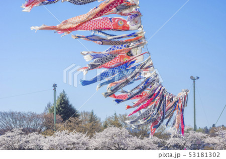 こいのぼりと桜 53181302