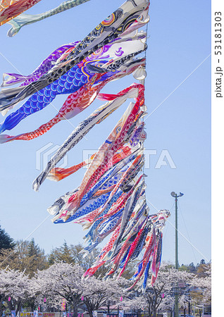 こいのぼりと桜 こいのぼりと桜 53181303