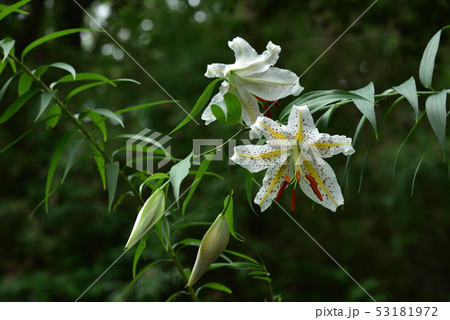 森林公園に咲く山百合の花 53181972