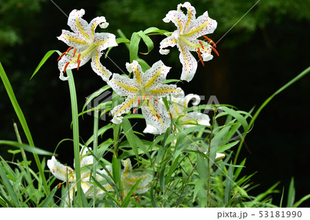 森林公園に咲く山百合の花 森林公園に咲く山百合の花 53181990