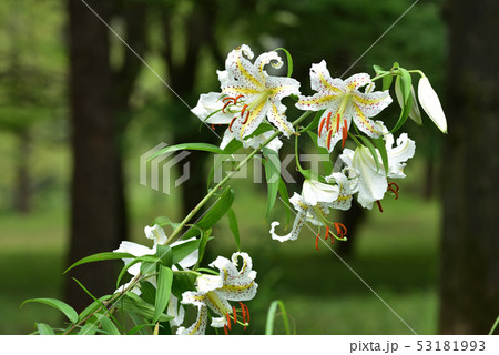 森林公園に咲く山百合の花 森林公園に咲く山百合の花 53181993