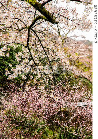 山間の桜 53182680