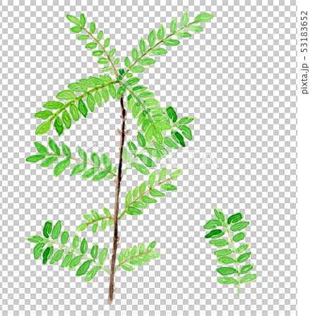 Zanthoxylum piperitum yam Zanthoxylum piperitum yam 53183652