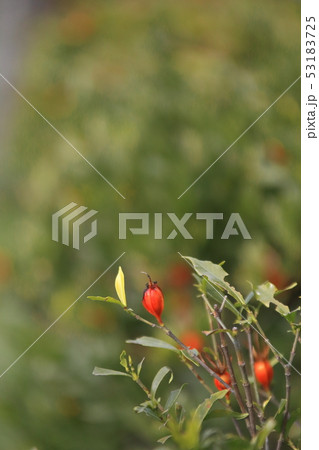 クチナシの実 クチナシの実 53183725