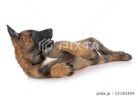 puppy malinois in studio puppy malinois in studio 53183894