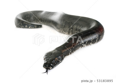 Python curtus in studio Python curtus in studio 53183895