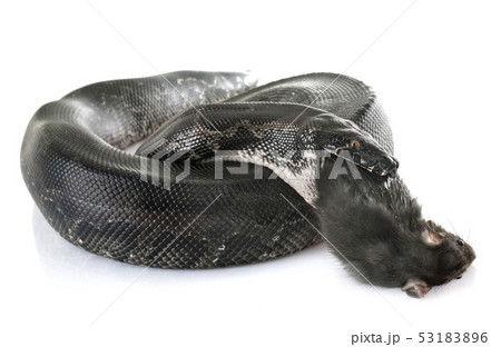 Python curtus in studio 53183896