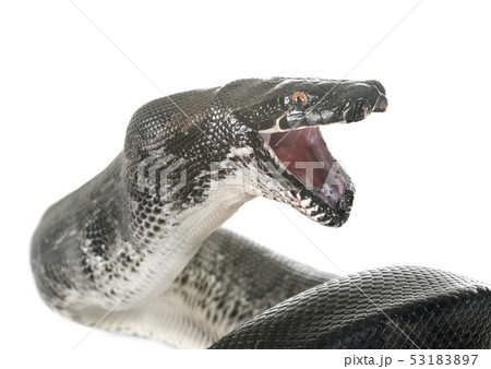 Python curtus in studio Python curtus in studio 53183897