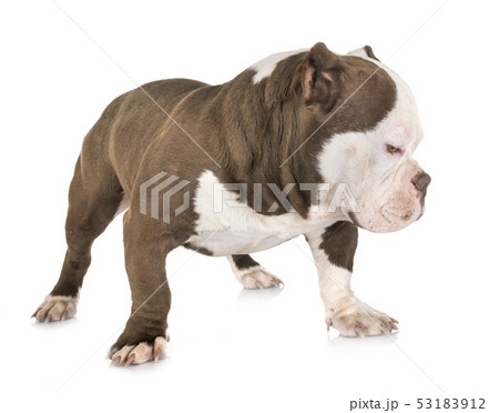american bully in studio american bully in studio 53183912