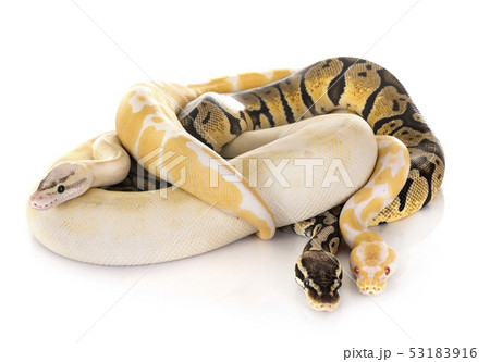 Ball pythons in studio Ball pythons in studio 53183916