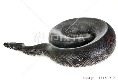 Python curtus in studio 53183917