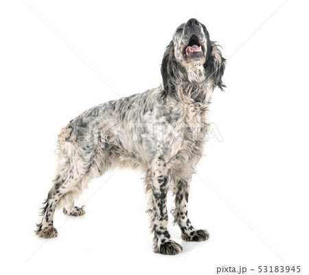 english setter in studio english setter in studio 53183945