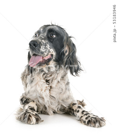 english setter in studio 53183946