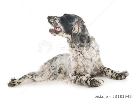 english setter in studio english setter in studio 53183949