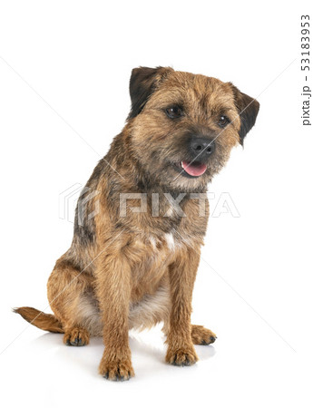 border terrier in studio 53183953