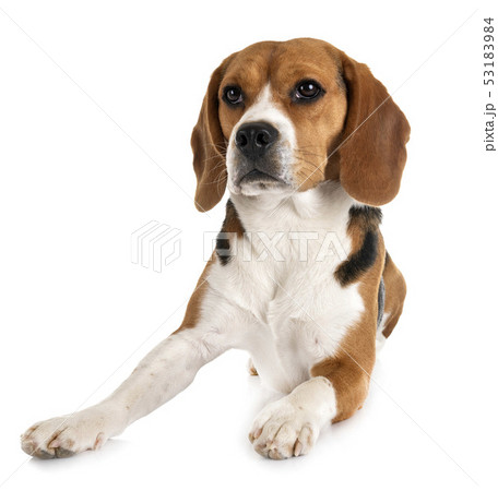 beagle in studio 53183984