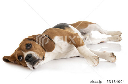 beagle in studio 53184004