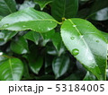 朝露に濡れる葉 53184005