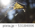 秋の枯れ葉 53184006