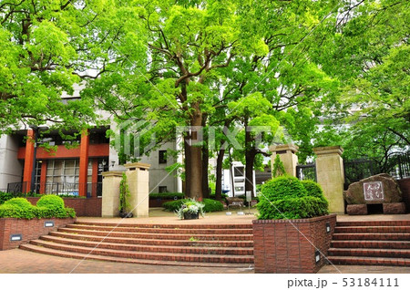 神奈川県藤沢市　日本大学生物資源科学部の正門と新緑 53184111