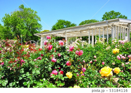 鎌倉市　日比谷花壇大船フラワーセンター　バラ園のバラの花と休憩所 53184116