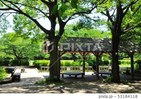 神奈川県藤沢市 長久保公園の新緑とあずまや 神奈川県藤沢市 長久保公園の新緑とあずまや 53184118
