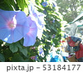 朝顔 53184177