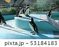 夏のペンギン 53184183