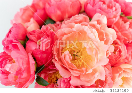 Coral peonies in a glass vase on wooden table.. Beautiful peony flower for catalog or online store 53184199