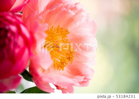Coral peonies in a glass vase on wooden table.. Beautiful peony flower for catalog or online store 53184231