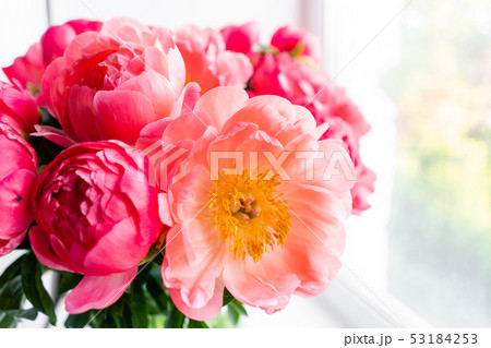 Coral peonies in a glass vase on wooden table.. Beautiful peony flower for catalog or online store 53184253
