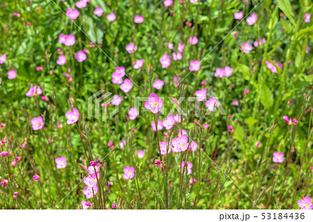 アカバナユウゲショウの花 53184436