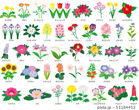 花のセット 花のセット 53184453