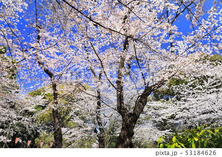 上野恩賜公園の桜02 上野恩賜公園の桜02 53184626