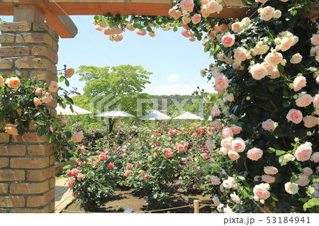 あしかがフラワーパーク　バラの季節 53184941