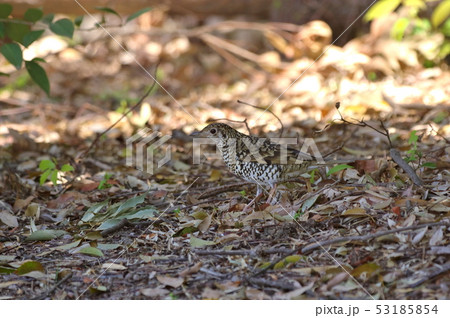 トラツグミ トラツグミ 53185854