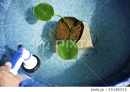 水連鉢 水連鉢 53186553