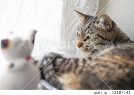 置物猫と癒やし 置物猫と癒やし 53187241