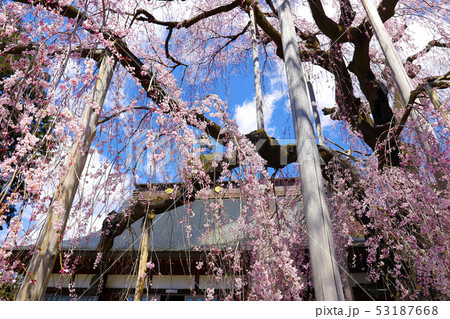 【山梨県甲州市】県の天然記念物 慈雲寺のイトザクラ 【山梨県甲州市】県の天然記念物 慈雲寺のイトザクラ 53187668