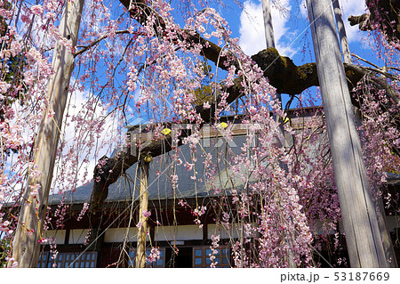 【山梨県甲州市】県の天然記念物　慈雲寺のイトザクラ 53187669