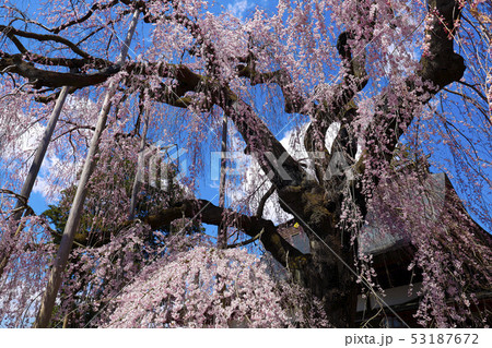 【山梨県甲州市】県の天然記念物 慈雲寺のイトザクラ 【山梨県甲州市】県の天然記念物 慈雲寺のイトザクラ 53187672