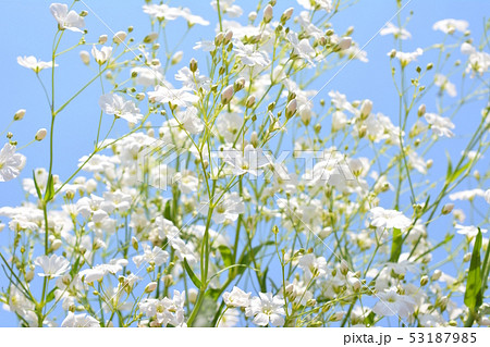 可愛い小花 白い花 カスミソウ 家庭園芸イメージ素材 青空の写真素材
