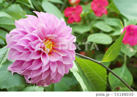 Pink dahlia flower blooming in the garden. Pink dahlia flower blooming in the garden. 53188030