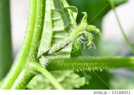 きゅうりの花 53188051