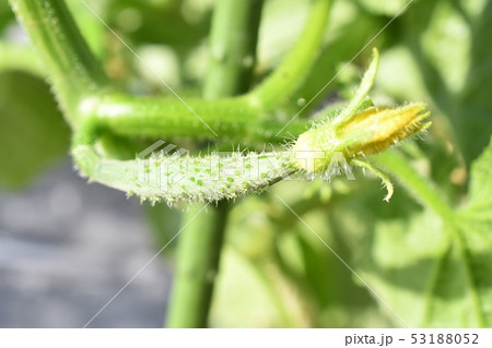 きゅうりの花 53188052