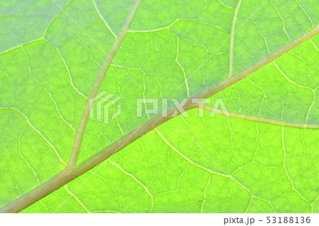 ナスの葉っぱの裏側の写真素材