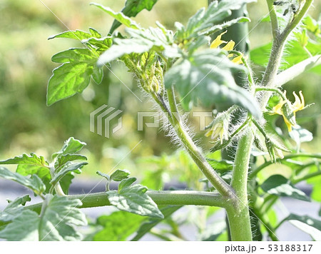 ミニトマトの脇芽 ミニトマトの脇芽 53188317
