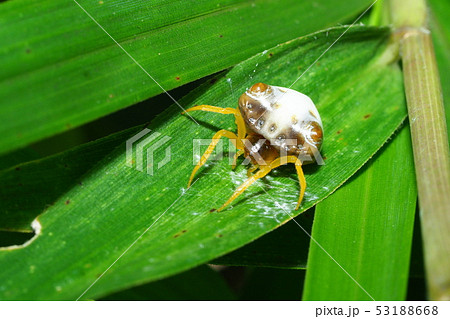 トリノフンダマシ（メス） 53188668