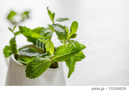 Mint leaves in white jar 53189839