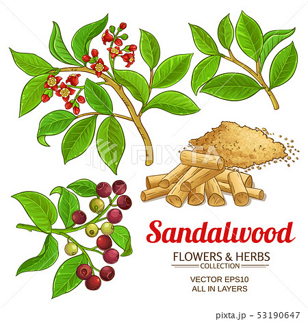 sandalwood vector set 53190647